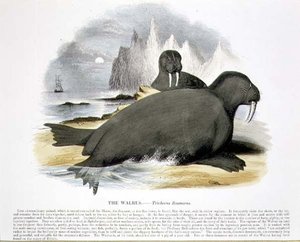 حانة الرسم التوضيحي التعليمية لحيوانات الفظ (Trichecus rosmarus). من قبل جمعية تعزيز المعرفة المسيحية