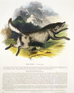 الذئب (Canis lupus) حانة توضيحية تعليمية. من قبل جمعية تعزيز المعرفة المسيحية ، 1843 (aquatint)