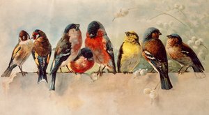 الطيور بواسطة 