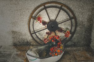  بواسطة الفرح الليونز