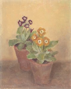 Primulas