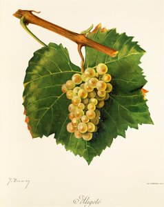 عنب Aligote بواسطة J. Troncy بواسطة جول ترونسي