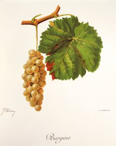 العنب Bargine بواسطة J. Troncy بواسطة جول ترونسي