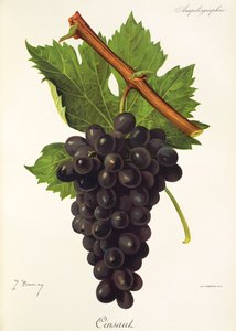 Cinsaut Grape بواسطة J. Troncy بواسطة جول ترونسي