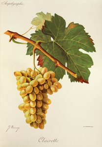 كليريت عنب بواسطة J. Troncy بواسطة جول ترونسي