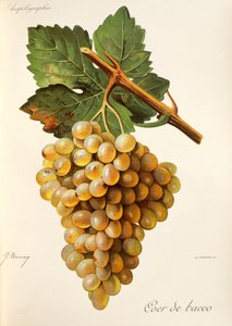 عنب كور دي باكو ، من Traite General de Viticulture. أمبلوغرافيا بواسطة جول ترونسي
