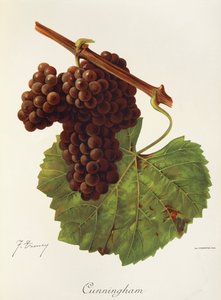 كننغهام عنب بواسطة J. Troncy بواسطة جول ترونسي