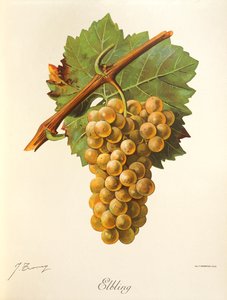 عنب Elbling بواسطة J. Troncy بواسطة جول ترونسي