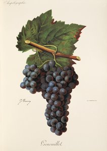 Genouillet عنب بواسطة J. Troncy بواسطة جول ترونسي