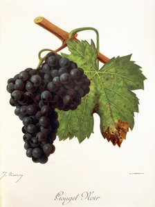 عنب Gouget Noir بواسطة J. Troncy بواسطة جول ترونسي