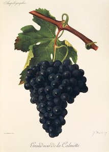 عنب Grand-Noir-de-la-Calmette بواسطة J. Troncy بواسطة جول ترونسي
