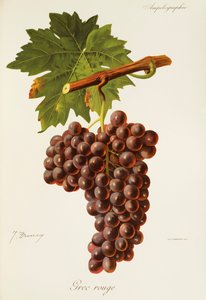 Grec Rouge Grape بواسطة J. Troncy بواسطة جول ترونسي