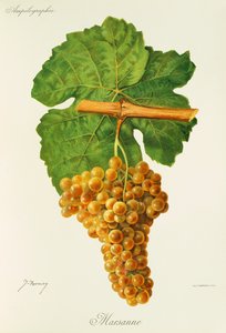 عنب مارسان بواسطة J. Troncy بواسطة جول ترونسي
