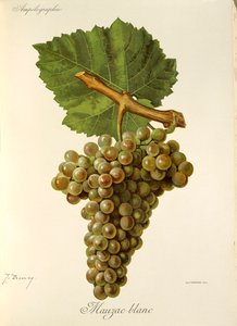 عنب Mauzac Blanc بواسطة J. Troncy بواسطة جول ترونسي