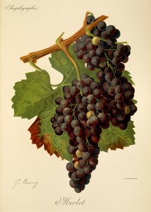 عنب Merlot بواسطة J. Troncy بواسطة جول ترونسي