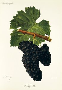 عنب Negrette بواسطة J. Troncy بواسطة جول ترونسي
