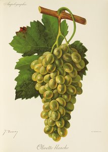 عنب أوليفيت بلانش من تأليف جي ترونسي بواسطة جول ترونسي