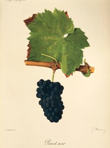 عنب Pinot Noir بواسطة J. Troncy بواسطة جول ترونسي