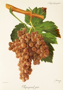 عنب Piquepoul Gris بواسطة J. Troncy بواسطة جول ترونسي