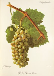 عنب Pis-de-Chevre Blanc بواسطة J. Troncy بواسطة جول ترونسي
