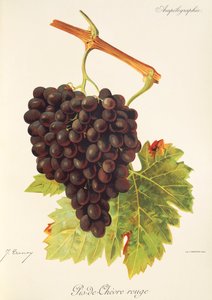 عنب Pis-de-Chevre Rouge بواسطة J. Troncy بواسطة جول ترونسي