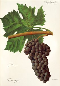 توريغا عنب بواسطة J. Troncy بواسطة جول ترونسي