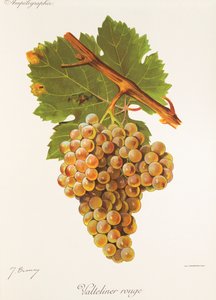 Valteliner Rouge عنب بواسطة J. Troncy بواسطة جول ترونسي