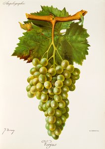 عنب Verjus بواسطة J. Troncy بواسطة جول ترونسي