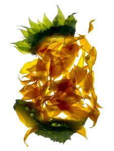 Chiquita Sunflower (التصوير الفوتوغرافي الرقمي والطباعة الرقمية الأصلية)