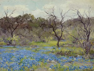 أوائل الربيع - Bluebonnets و Mesquite