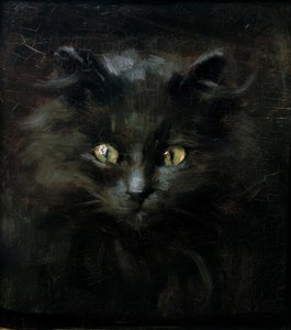 صورة قطة