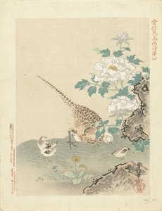السمان مع الفراخ رسومات الزهور والطيور بواسطة كانو تسونينوبو (عنوان السلسلة) كانو تسونينوبو كاتشو غافو (عنوان المسلسل على الكائن) بواسطة كانو تسونينوبو