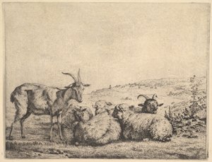 ماعز وثلاث خراف ، 1655. بواسطة كاريل دو جاردين
