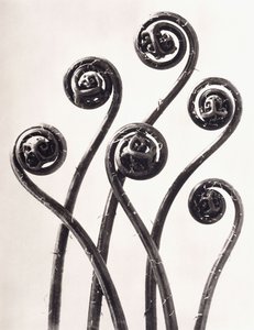 Adiantum Pedatum - سرخس كزبرة البئر الأمريكي ، وسعف ملفوفة يونغ متضخم ثماني مرات بواسطة كارل بلوسفيلدت