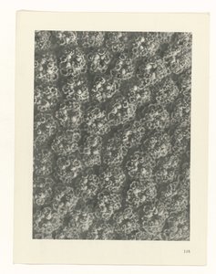 دراسة الخطة Urformen der Kunst (عنوان السلسلة) بواسطة كارل بلوسفيلدت