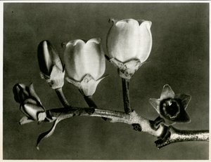 لقاح Corymbosum. 1929 (حفر ضوئي) بواسطة كارل بلوسفيلدت