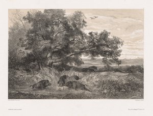 الحيوانات والمناظر الطبيعية بعد الطبيعة: خنزير بري في بركة ، ج. 1850. بواسطة كارل بودمر