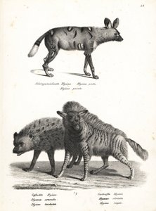 كلب بري أفريقي ، Lycaon pictus ، مهدد بالانقراض ، ضبع مرقط ، Crocuta crocuta ، وضبع مخطط ، Hyaena hyaena. الطباعة الحجرية لكارل جوزيف برودمان من كتاب هاينريش رودولف شينز للتاريخ الطبيعي المصور للرجال والحيوانات بواسطة كارل جوزيف برودمان