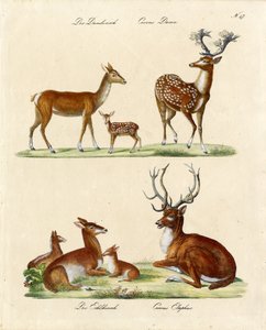 أنواع الغزلان الأوروبية (طباعة) بواسطة كارل جوزيف برودمان