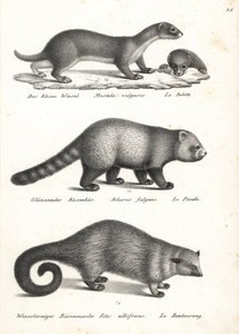 ابن عرس صغير ، Mustela nivalis 1 ، الباندا الحمراء ، Ailurus fulgens 2 ، ضعيف ، و Bearcat ، Arctictis binturong 3 ، ضعيف. الطباعة الحجرية لكارل جوزيف برودمان من كتاب هاينريش رودولف شينز للتاريخ الطبيعي المصور للرجال والحيوانات بواسطة كارل جوزيف برودمان