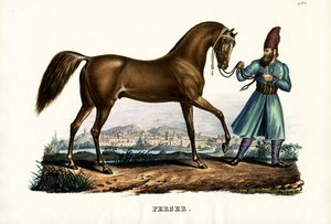 الحصان الفارسي ، 1824