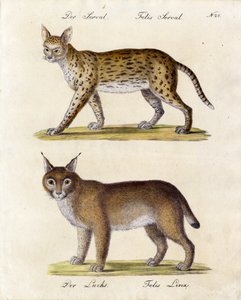 سرفال ووشق (طباعة)
