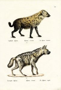 Hyaena المرقطة ، 1824 بواسطة كارل جوزيف برودمان