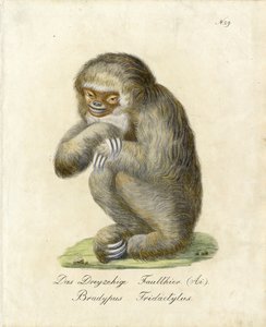  بواسطة كارل جوزيف برودمان