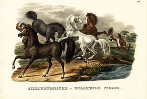 الخيول العابرة للحدود والمجرية ، 1824