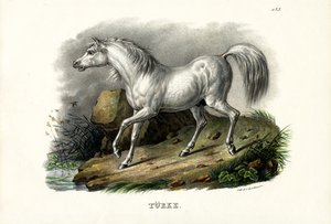 الحصان التركي ، 1824 بواسطة كارل جوزيف برودمان