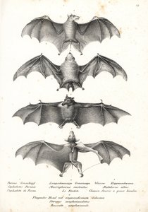 خفاش فاكهة غربي عارية الظهر ، Dobsonia peronii 1 ، خفاش رحيق طويل اللسان ، Macroglossus minimus 2 ، خفاش شبح شمالي ، Diclidurus albus 3 ، وردة Geoffroy ، Rousettus amplexicaudatus 4. طباعة حجرية بواسطة Karl Joseph Brodtmann من Heinrich Rudolf Schi بواسطة كارل جوزيف برودمان