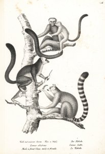 ليمور أبيض الرأس ، Eulemur albifrons ، ذكر وأنثى ، مهدد بالانقراض 1 ، ليمور حلقي الذيل ، Lemur catta ، مهدد بالانقراض 2. طباعة حجرية بواسطة Karl Joseph Brodtmann من كتاب Heinrich Rudolf Schinz للتاريخ الطبيعي المصور للرجال والحيوانات بواسطة كارل جوزيف برودمان