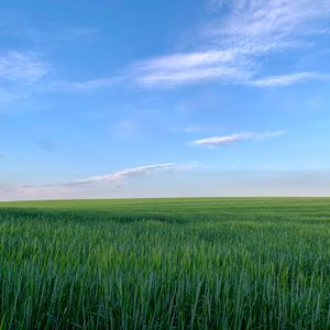  بواسطة كاثا وود