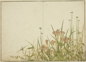 أزهار الصيف: قزحية وجزر الماء ، من كتاب "مرآة النساء الجميلات في أحياء المتعة (Seiro bijin awase sugata kagami)" المجلد. 1 بواسطة كاتسوكاوا شونشو
